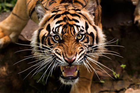 "Roaring Tiger" Images – Browse 317 Stock Photos, Vectors, and Video ...