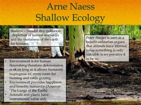 Environmental Ethics Views on Deforestation