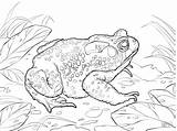 Toads Coloring Page For Kids  ColoringBay sketch template