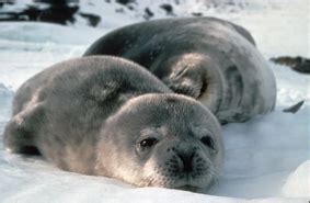 Photo Gallery - Weddell Seals