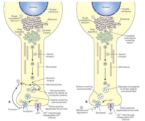 Steps involved in the synthesis, transport, and release of neurotransmitters. (A) Small molecule ...