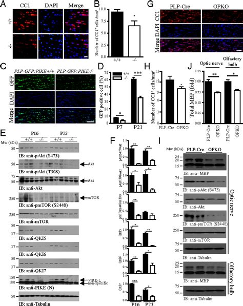 Figure 2 from PIKE is essential for oligodendroglia development and CNS myelination | Semantic ...