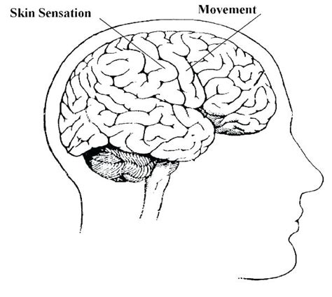 Drawing On The Right Side Of The Brain Pdf at GetDrawings | Free download