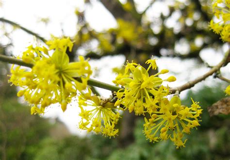 The Bright Yellow Flowers of Cornus mas are an Early Promise of Spring — Seattle Japanese Garden