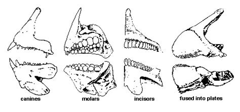 Animal Teeth Identification Chart