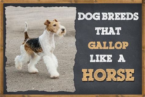 Dog Breeds That Gallop Like a Horse | ZooAwesome