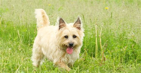 Are Cairns Good Family Dogs