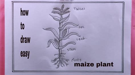 Maize Plant Diagram