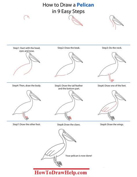 How To Draw A Pelican Step by Step Tutotrial | Pelican art, Drawings, Pelican drawing