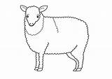 Free Printable Sheep Coloring Pages For Kids sketch template