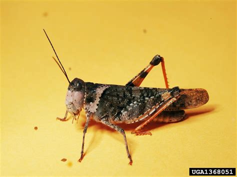 pallid-winged grasshopper (Trimerotropis pallidipennis)