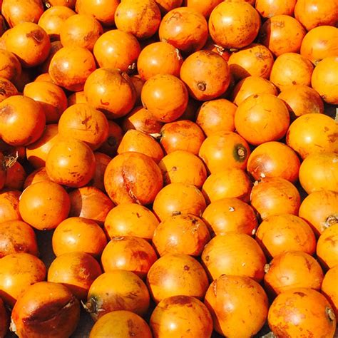 5 interesting health benefits of Agbalumo (African star apple) - Pulse Nigeria