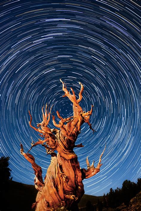 Methuselah Tree, White Mountains, USA