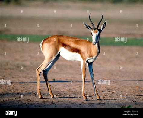 Springbok, South Africa Stock Photo - Alamy