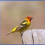 Yellowstone Birds - ToursMaps.com