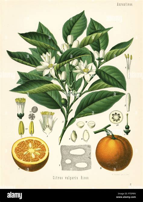 Orange tree and fruit, Citrus aurantium (Citrus vulgaris ...