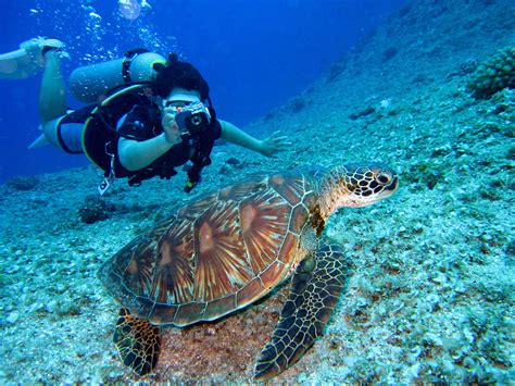 Caribbean Diving | Scuba Information For The Caribbean Region