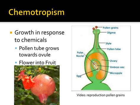 Draw A Schematic Diagram Showing Chemotropism