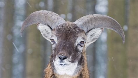 Herd of endangered Argali sheep spotted in NW China - CGTN