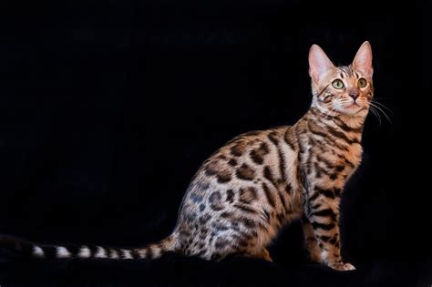 10 Fascinating Facts About Bengal Cats | The Dog People by Rover.com