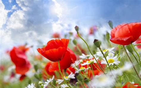 Summer flowers wallpaper - beautiful desktop wallpapers 2014