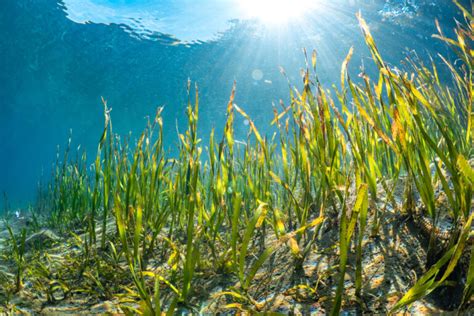 The Different Types of Ocean Plants - American Oceans