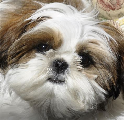 Cute Dogs: Shih Tzu