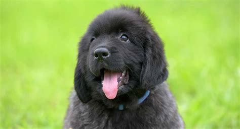 Newfoundland Dog Names – Great Ideas for Your New Pup