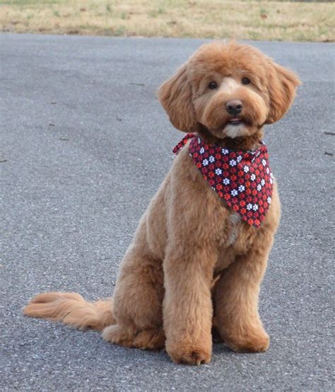 Fox Creek Farm - Creator of the mini Goldendoodle | Dog grooming tips, Dog grooming ...