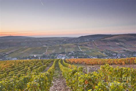 Sancerre vineyards Photograph by Julian Elliott | Fine Art America