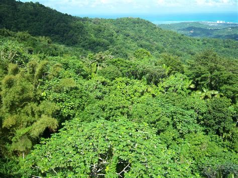 emergent layer | Rainforest biome, Tropical rainforest, Rainforest