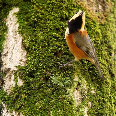 Sittiparus Varius or Varied Tit or Yamagara on a Bark of Ginkgo Tree Stock Image - Image of ...