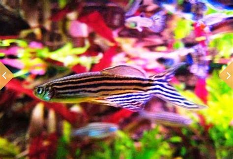 Glofish Zebra Fish