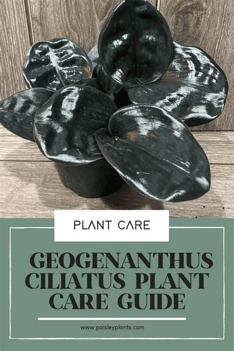 The Ultimate Geogenanthus Ciliatus Plant Care Guide - Paisley Plants