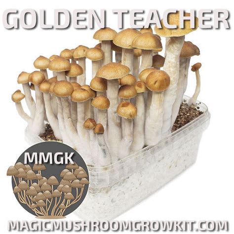 Golden Teacher - Magic Mushroom Grow Kit