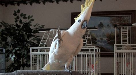 This Parrot Taught Itself How To Dance And Has 14 Distinct Dance Moves