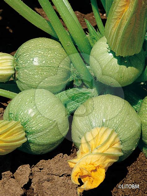 Summer Squash | Cucurbita pepo | SUBA SEEDS COMPANY Spa