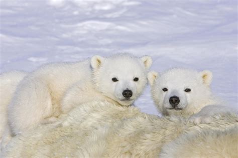 Polar Bear - Kamran Web Photos