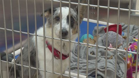 Kent Co. Animal Shelter sees surge in stray pets | wzzm13.com