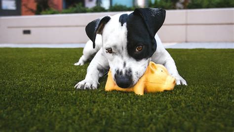 Pros and Cons of Artificial Grass with Dogs – Peterals - Natural Mineral Rocks Preventing Grass ...