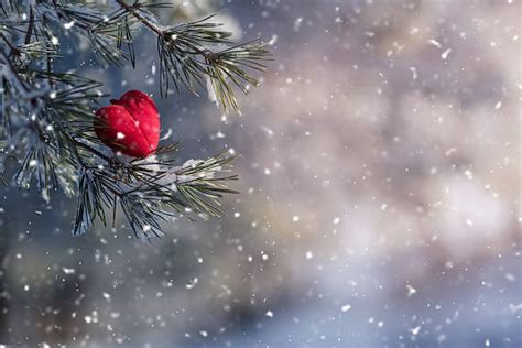 Royalty Free Snow Heart Pictures, Images and Stock Photos - iStock