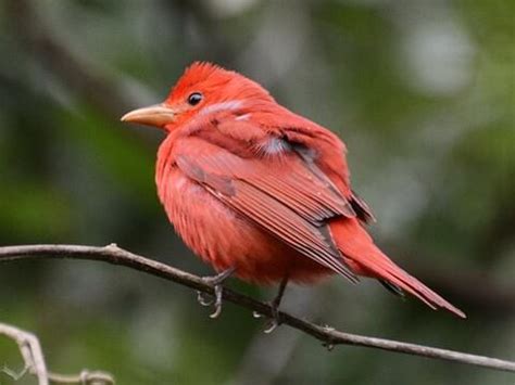 Female Summer Tanager : Summer Tanager Piranga Rubra Female Adult ...