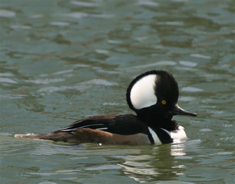 scott's diving ducks