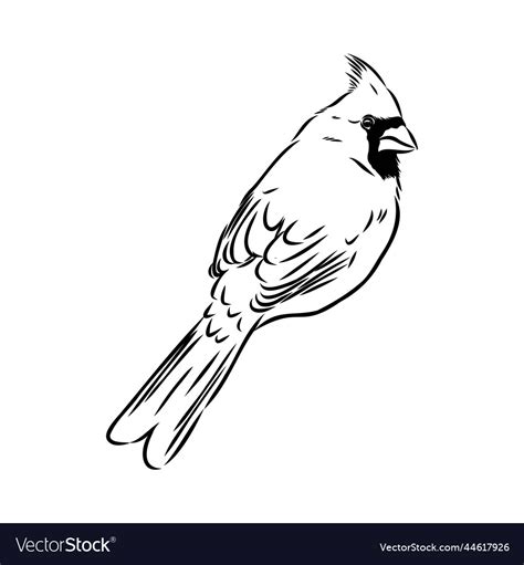 Cardinal bird sketch hand drawn red Royalty Free Vector