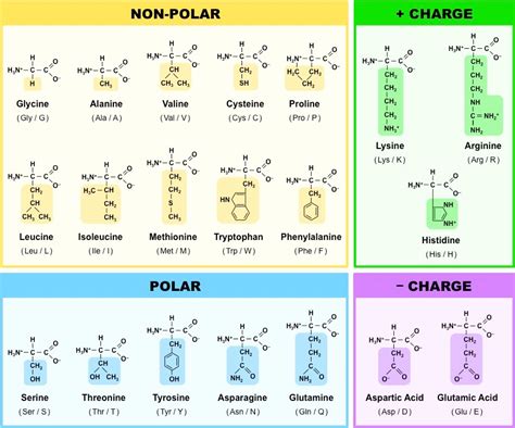 Amino Acids and DNA and RNA Bases | Computational Chemistry Resources