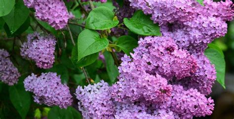 Winter Flowering Perennials Australia