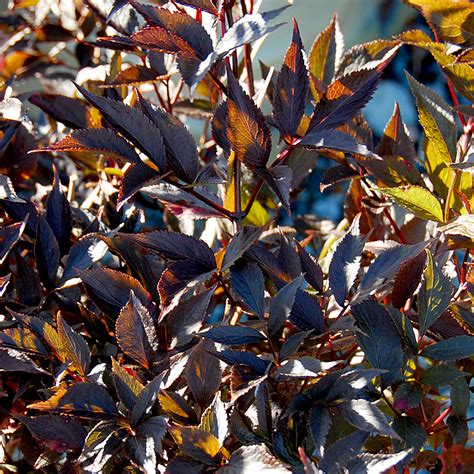 Sambucus nigra Black Beauty at Arts Nursery