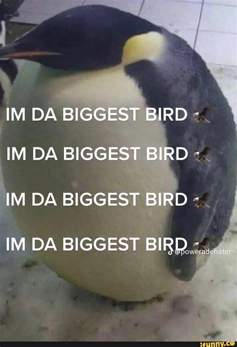 IM DA BIGGEST BIRD \ IM DA BIGGEST BIRD IM DA BIGGEST BIRD IM DA BIGGEST BIRD. weradk - iFunny