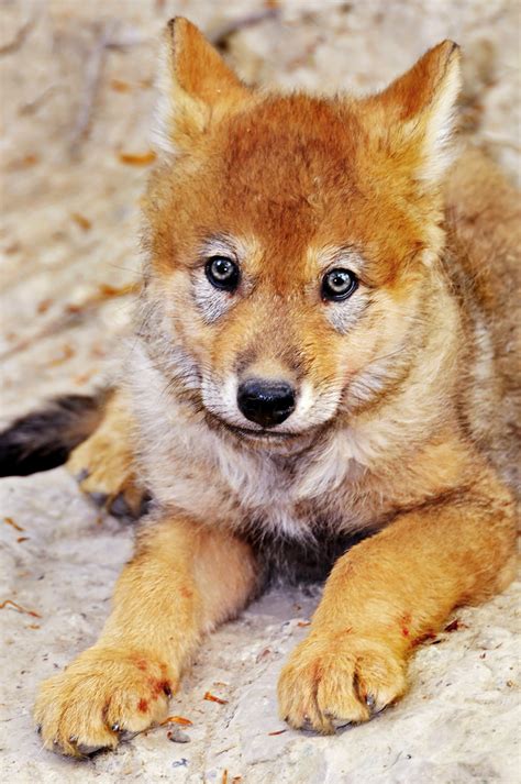 Cute wolf pup | In the zoo of Zürich, two pups were born, an… | Flickr
