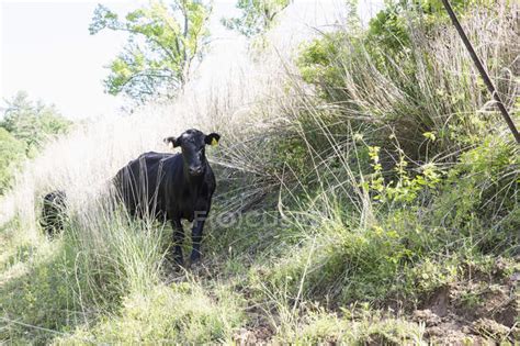 Portrait of aberdeen angus cattle on free range organic farm — farming ...